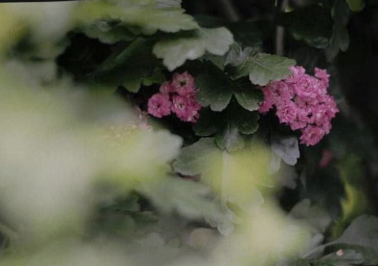 Bouquet frais à la livraison