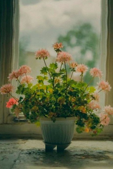 Bouquet de pivoines
